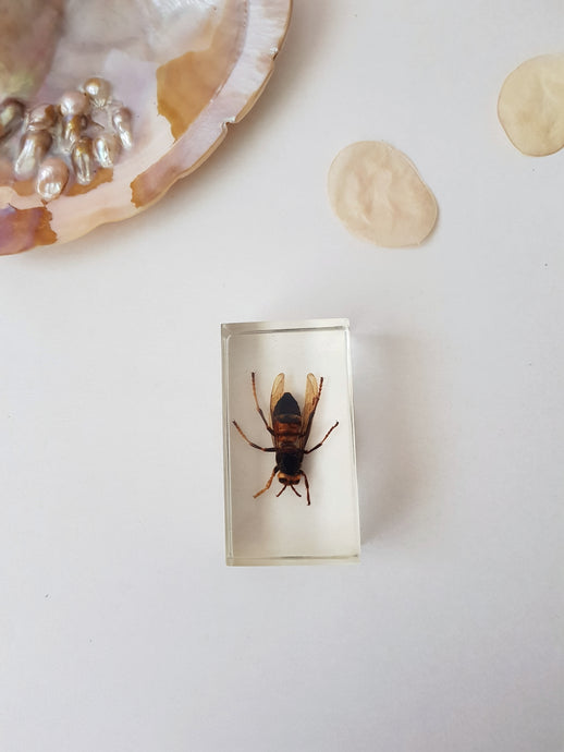 Asian Hornet in Resin, Vintage Collectable